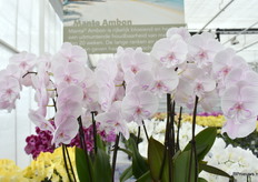 Manta Ambon geeft met haar lange ranken met grote ronde bloemen het ras een royale uitstraling. Met een houdbaarheid van meer dan 20 weken kan de consument er lang van genieten.